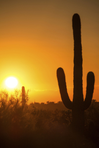 cactus at sunset - 526116097